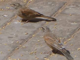 Bunting, House