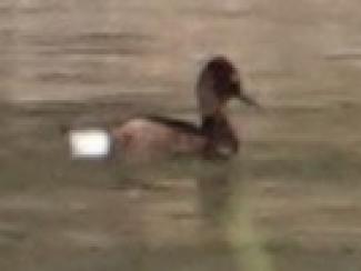 Duck, Ferruginous