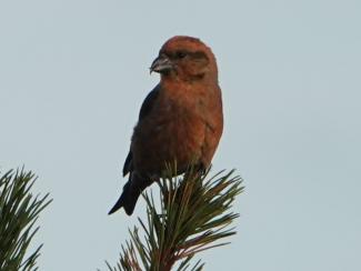 Crossbill