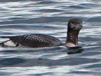 Diver, Black-throated in winter plumage
