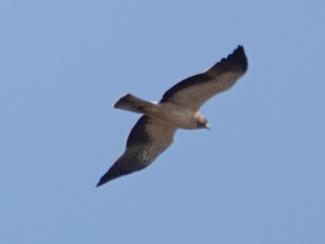Eagle, Booted