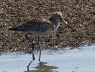 Godwit, Bar tailed