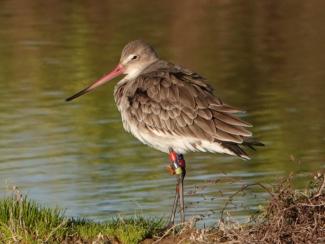 Godwit,Black Tailed