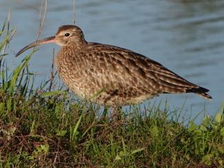 Whimbrel