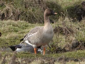 Goose, Taiga Bean