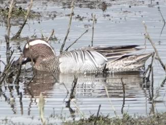 Garganey