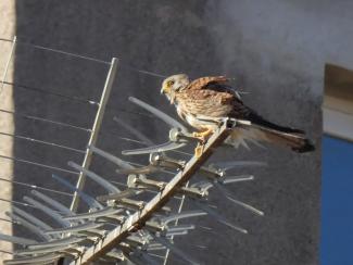 Lesser kestrel