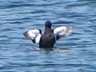 Guillemot, Black
