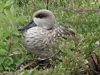 Duck, Marbled
