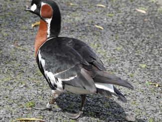 Goose, Red breasted