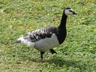 Goose, Barnacle