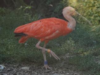 Ibis, Scarlet