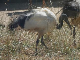 Ibis, Sacred