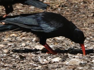 Chough,Red billed European