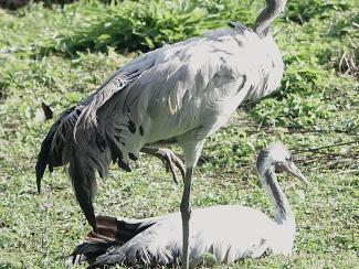 Crane, Common
