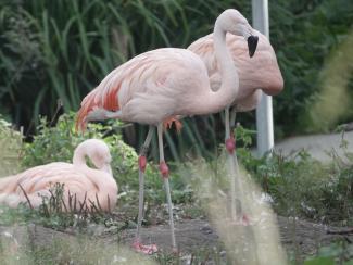 Flamingo, Chilean