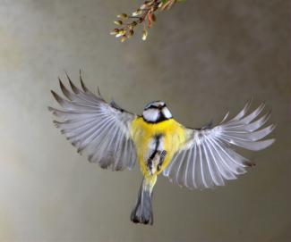Blue Tit