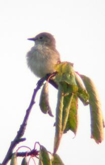 whitethroat