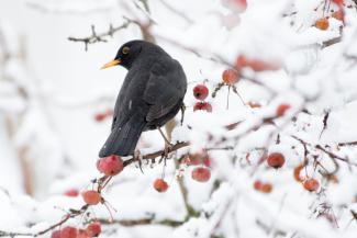 Male blackbird