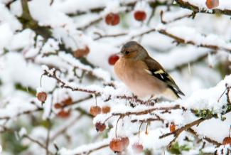 Common chaffinch