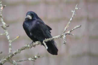 Rook