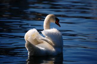 Mute swan 