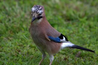 Jay