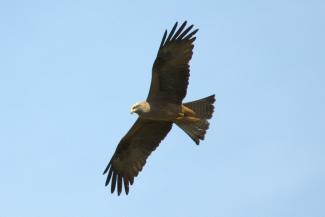 Black Kite