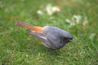 Black Redstart