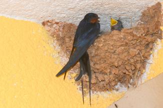 Swallow
