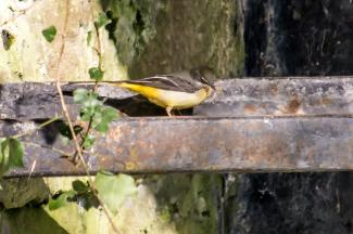 Grey wagtail