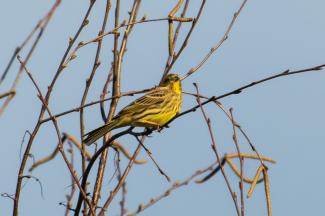 yellowhammer