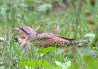 wryneck