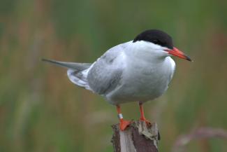 Common tern