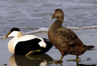 Eider, Andreas Trepte, www.photo-natur.net