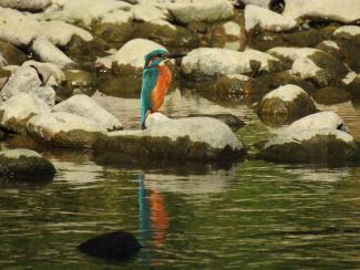 Kingfisher