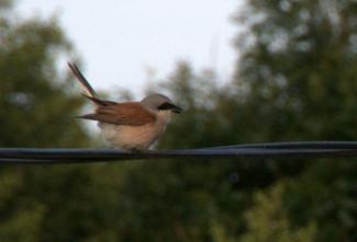 red backed shrike