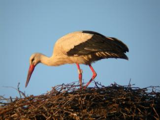 Stork