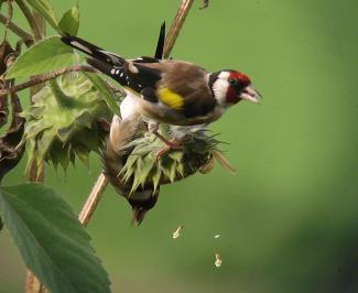 Goldfinch