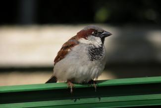 House Sparrow