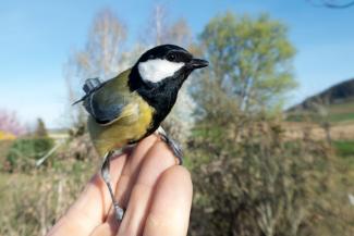 Great Tit