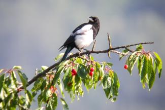 Magpie