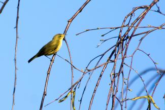 Willow warbler