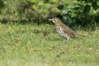 Song Thrush