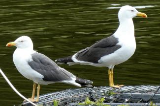 Lesser Black Backed Gull