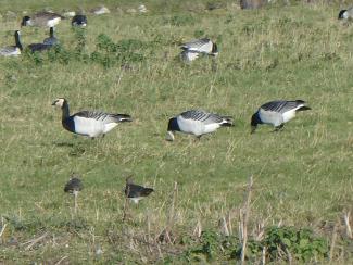 Barnacle Goose