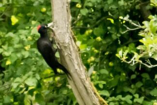 Black Woodpecker