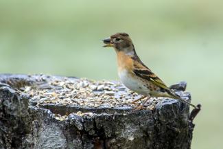 Brambling