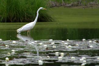 Great Egret