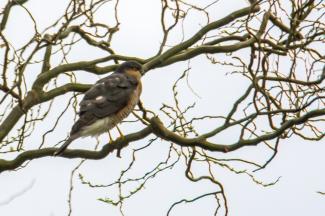 Female sparrowhawk 